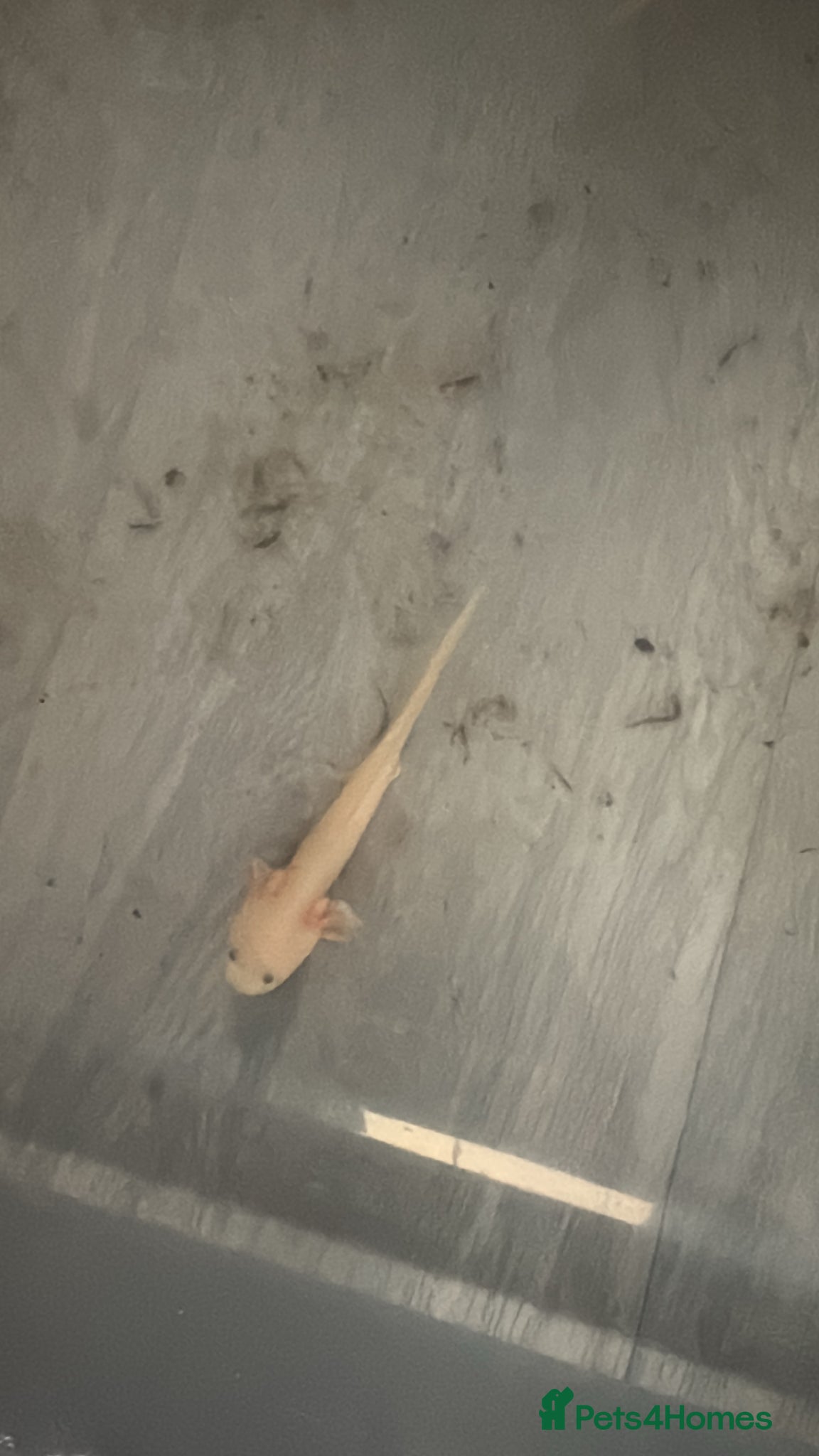 Axolotl reptiles Baby axoltols  - Advert 5