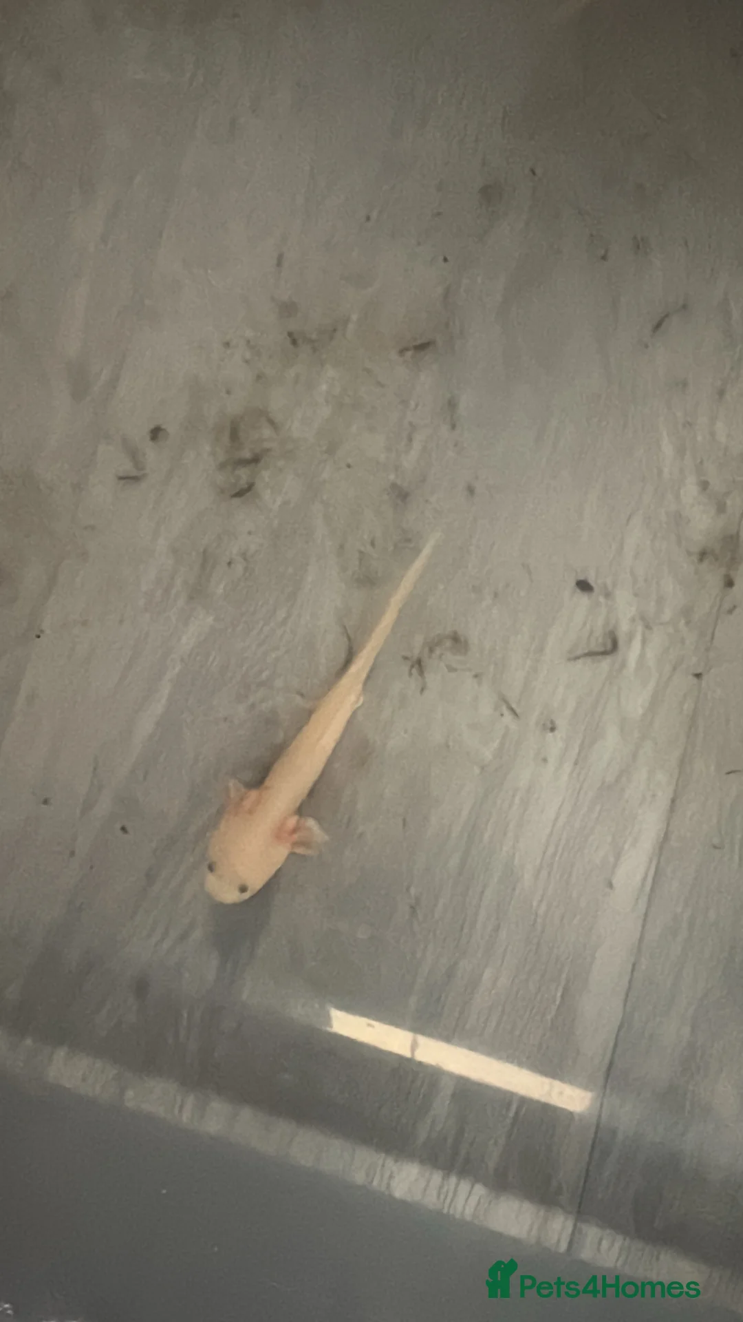 Axolotl reptiles for sale: Baby axoltols  - Advert 1