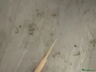 Axolotl reptiles Baby axoltols - Advert 5