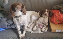 English Springer Spaniel dogs for sale: English springer spaniel male puppy - Image 5