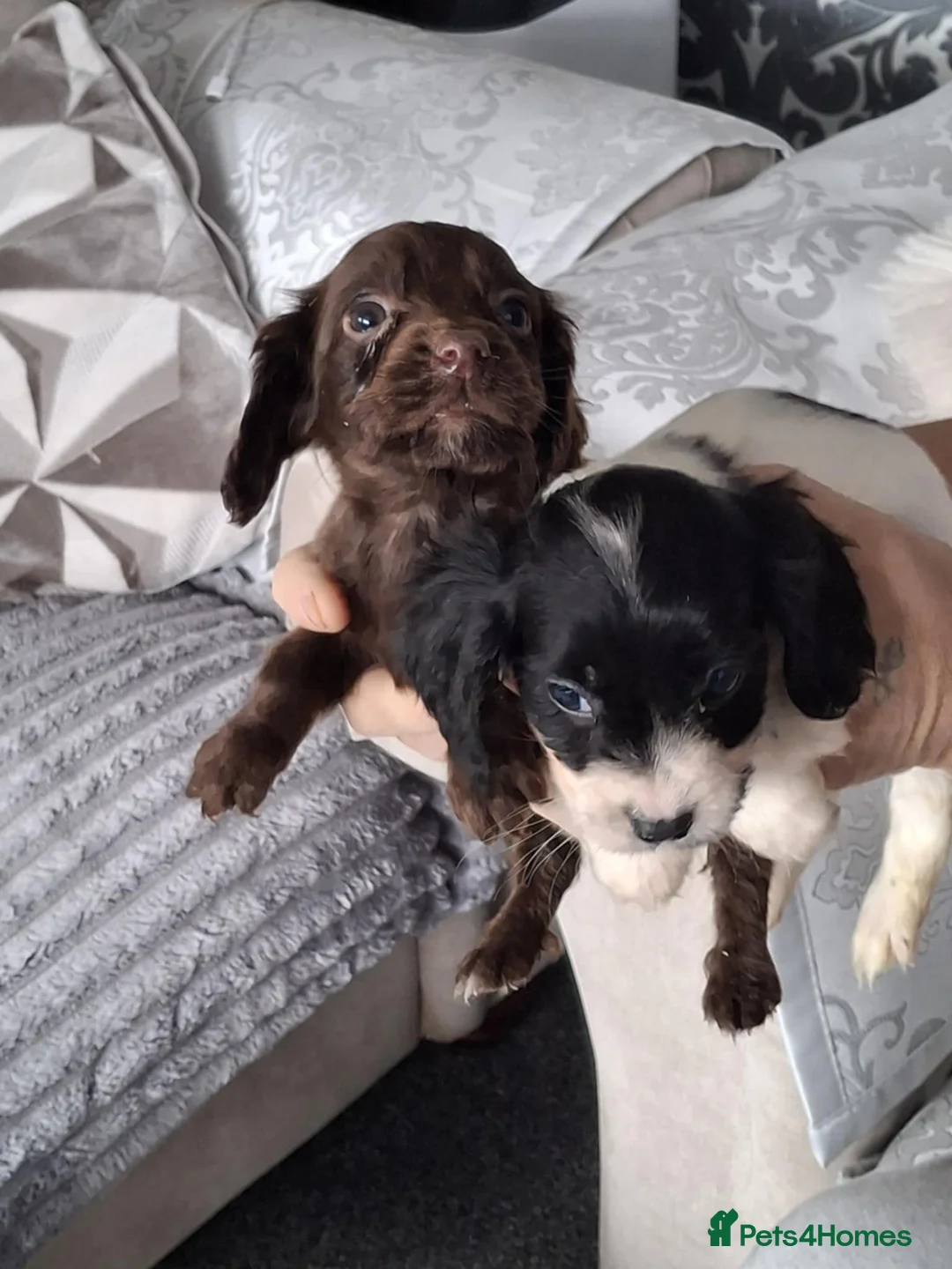 Cocker Spaniel dogs for sale: A beautiful litter of cocker spaniels  - Advert 14