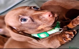 Miniature Dachshund dogs for sale: Mini chocolate Green eyed boy  - Image 2