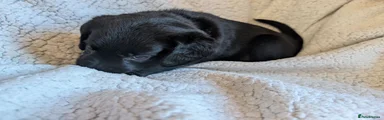 Springador 9