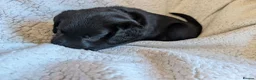 Springador dogs for sale: Litter of Springadors - Advert 9