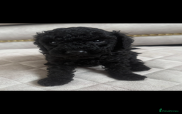 Toy Poodle dogs for sale: Beautiful toy poodle puppies - Image 9