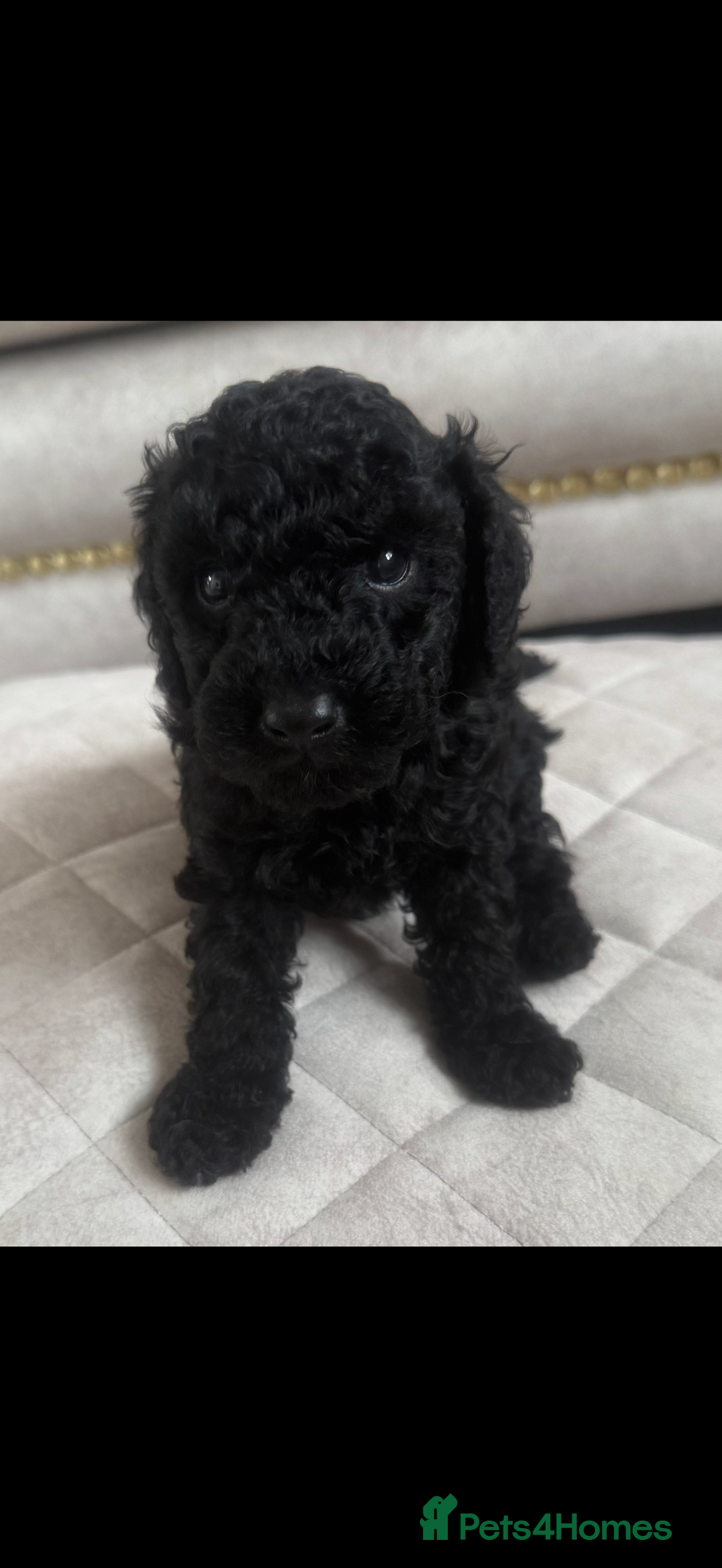 Toy Poodle dogs for sale: Beautiful toy poodle puppies - Image 9