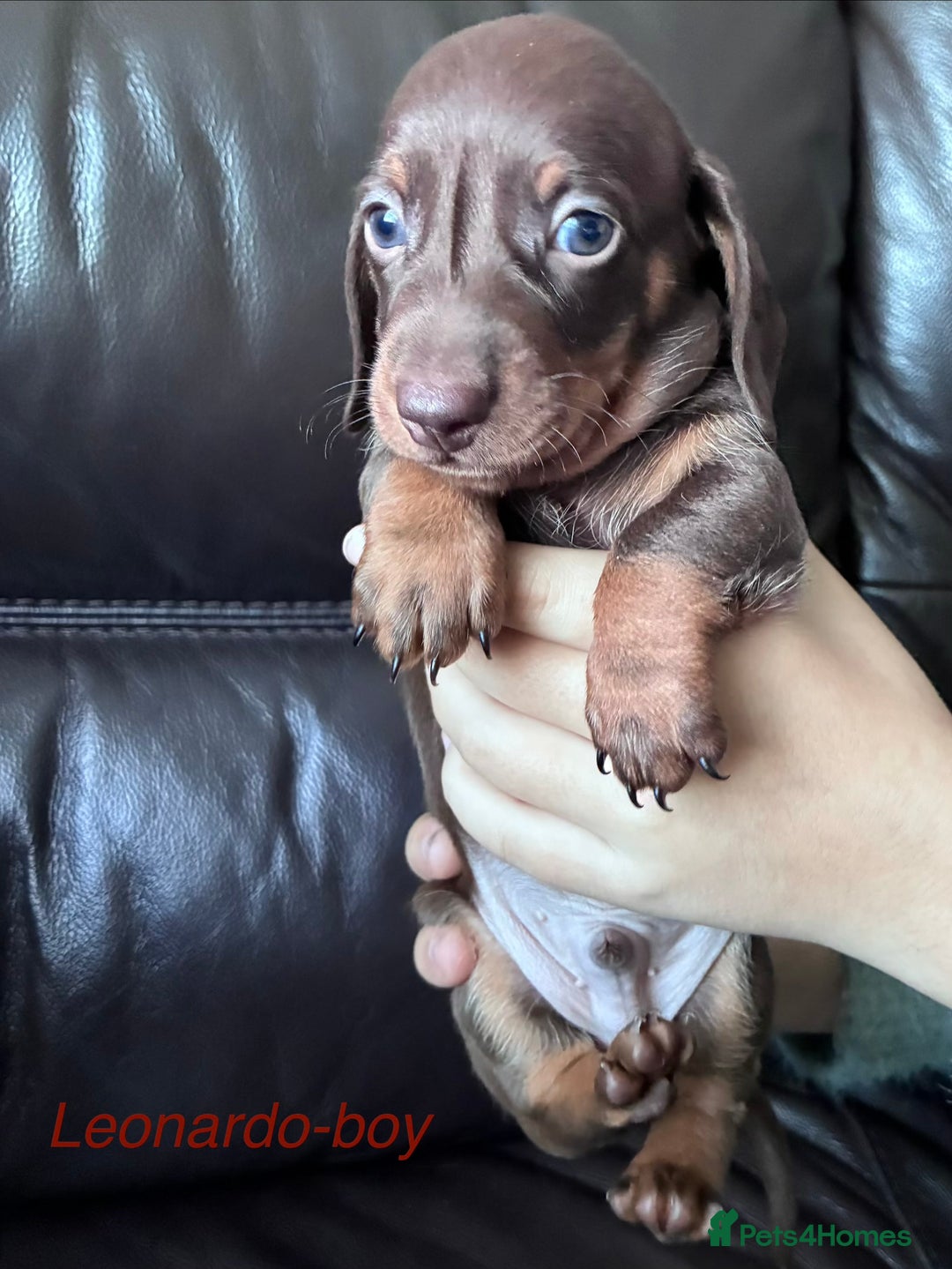 Miniature Dachshund dogs for sale: KC Miniature Dachshund puppies - Advert 10