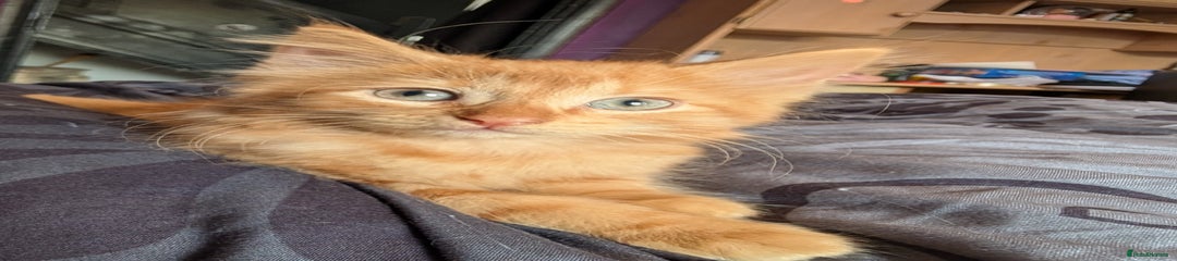Ginger