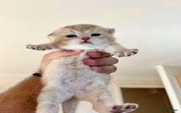 British Shorthair cats for sale: British Shorthair golden kittens available  - Image 5