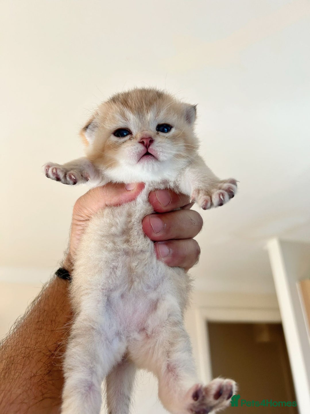 British Shorthair cats for sale: British Shorthair golden kittens available  - Image 5