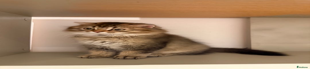 British Longhair Kitten 1