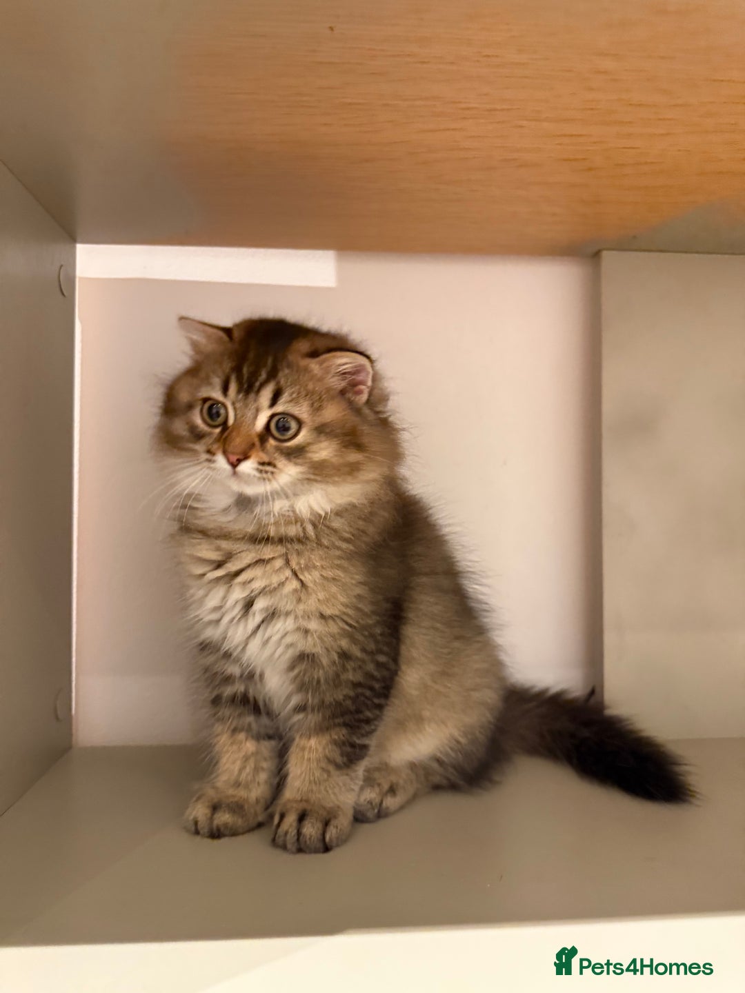 British Longhair cats for sale: British long hair  - Image 1