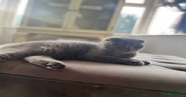 Scottish Fold cats - Advert 5