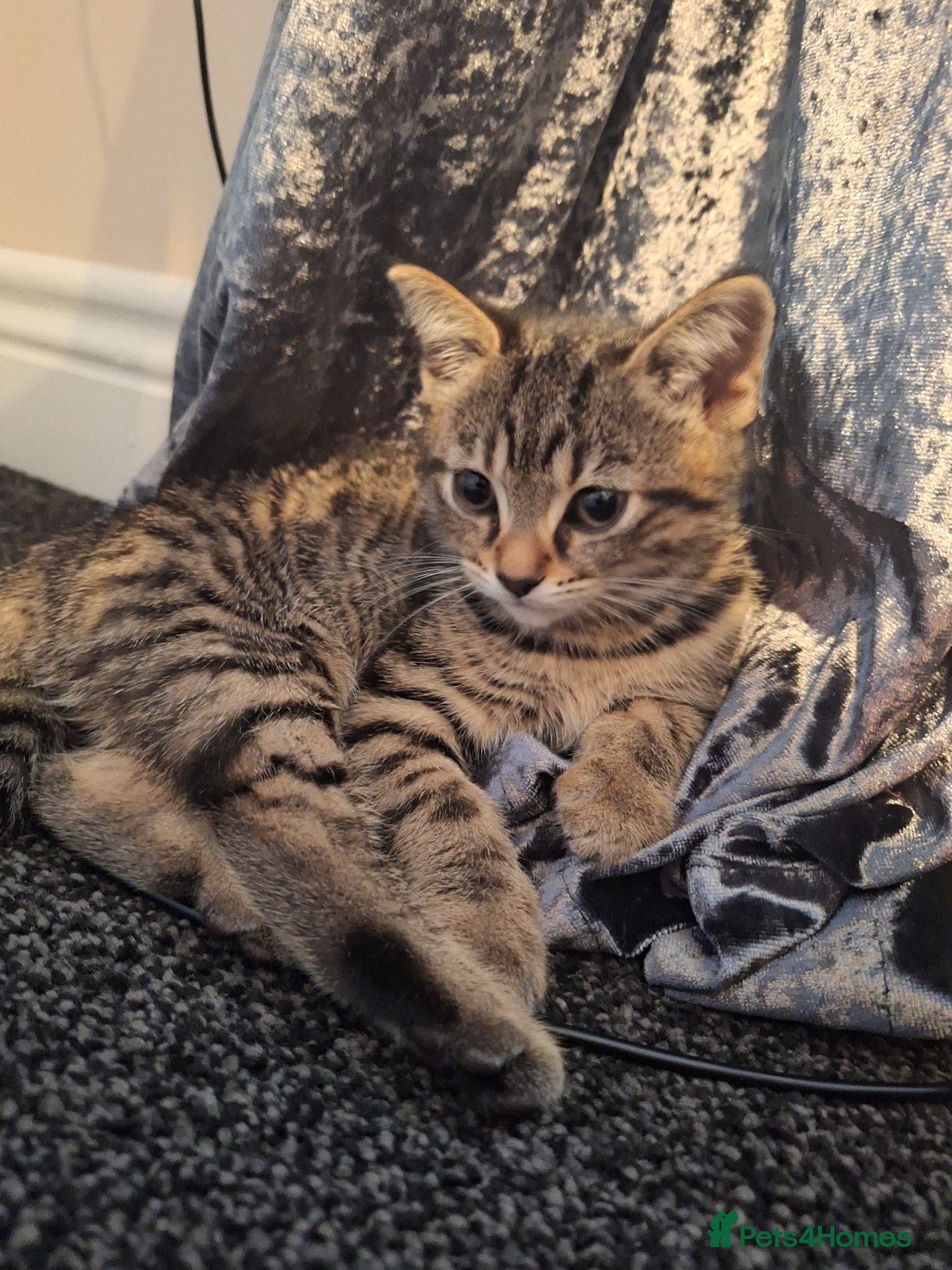 Bengal cats Gorgeous bengal mix babies just 1 left!! - Advert 4