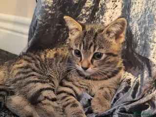 Bengal cats Gorgeous bengal mix babies just 1 left!! - Advert 4