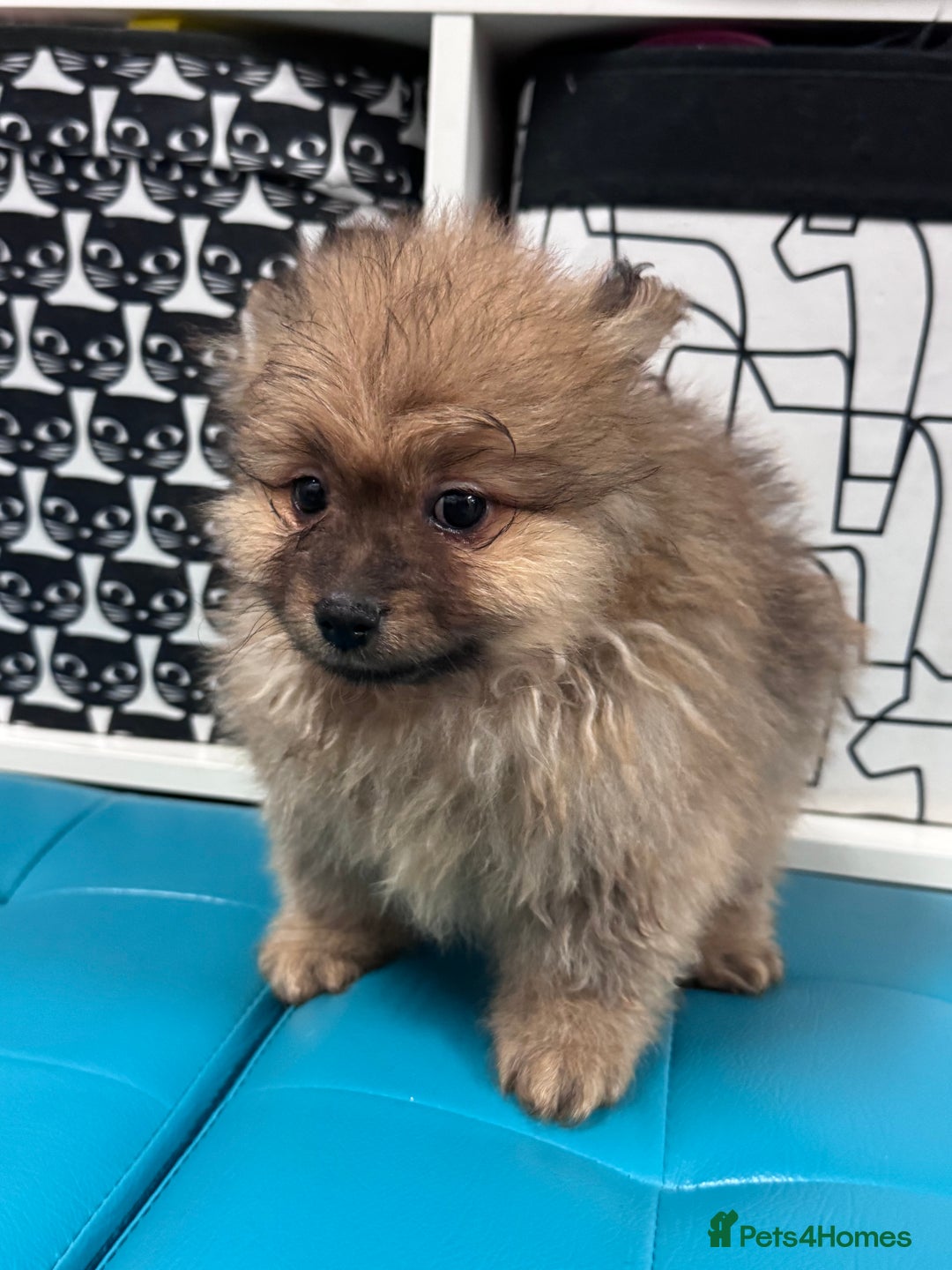 Pomeranian dogs for sale: FLUFFY POMERANIAN FOR SALE 🥰 - Advert 18