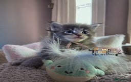 Maine Coon cats for sale: Stunning quality tica registered Mainecoon  - Image 16