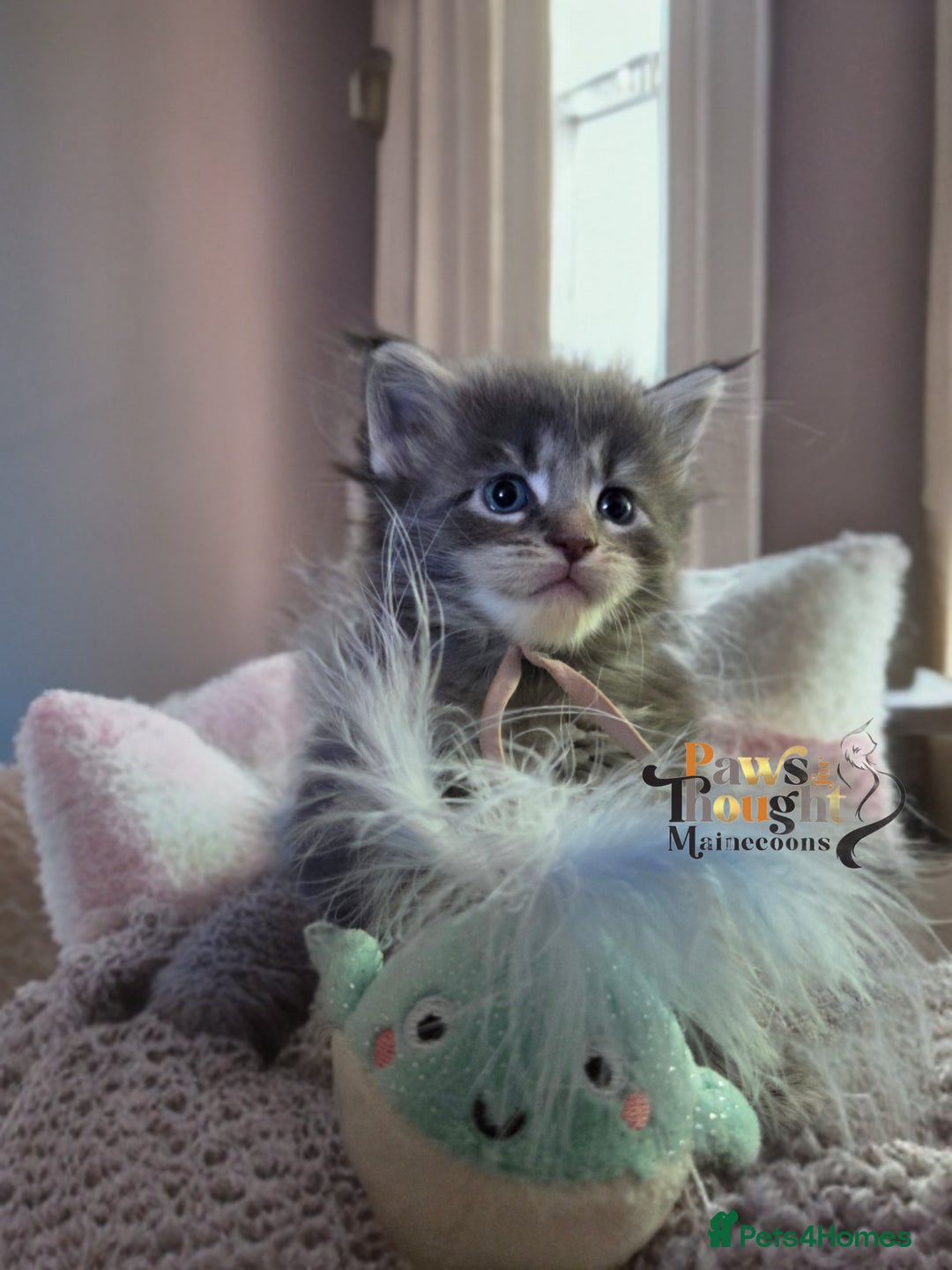 Maine Coon cats for sale: Stunning quality tica registered Mainecoon  - Image 16