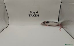 Rat rodents for sale: OCT: 32 Rats (7 Rats: 4 Boys, 3 Girls Left) - Advert 4