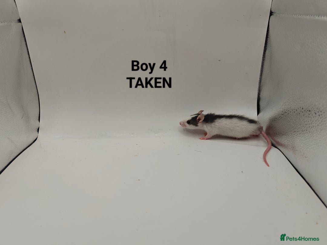 Rat rodents for sale: OCT: 32 Rats (7 Rats: 4 Boys, 3 Girls Left) - Advert 4