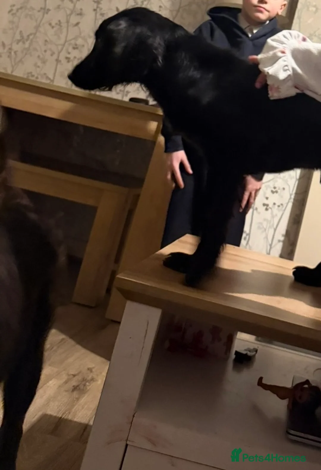 Cocker Spaniel dogs for sale: KC registered cocker spaniel bitch  - Advert 3