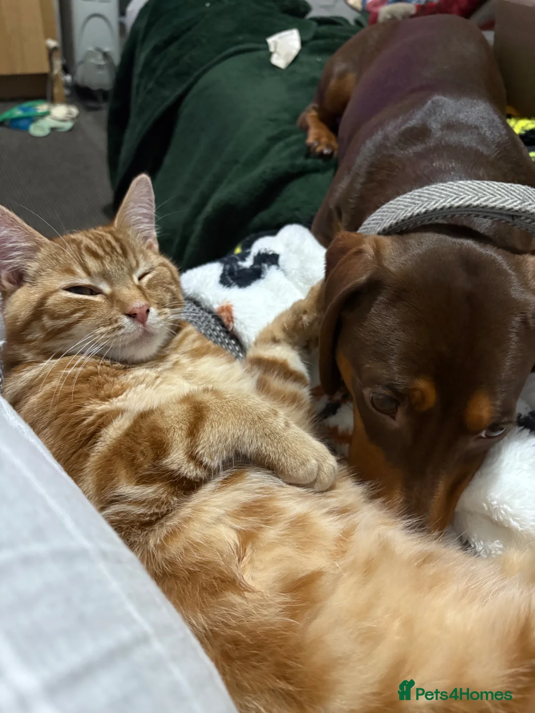 Domestic Shorthair cats for sale: Binxy and Chunky’s Adoption - Advert 10