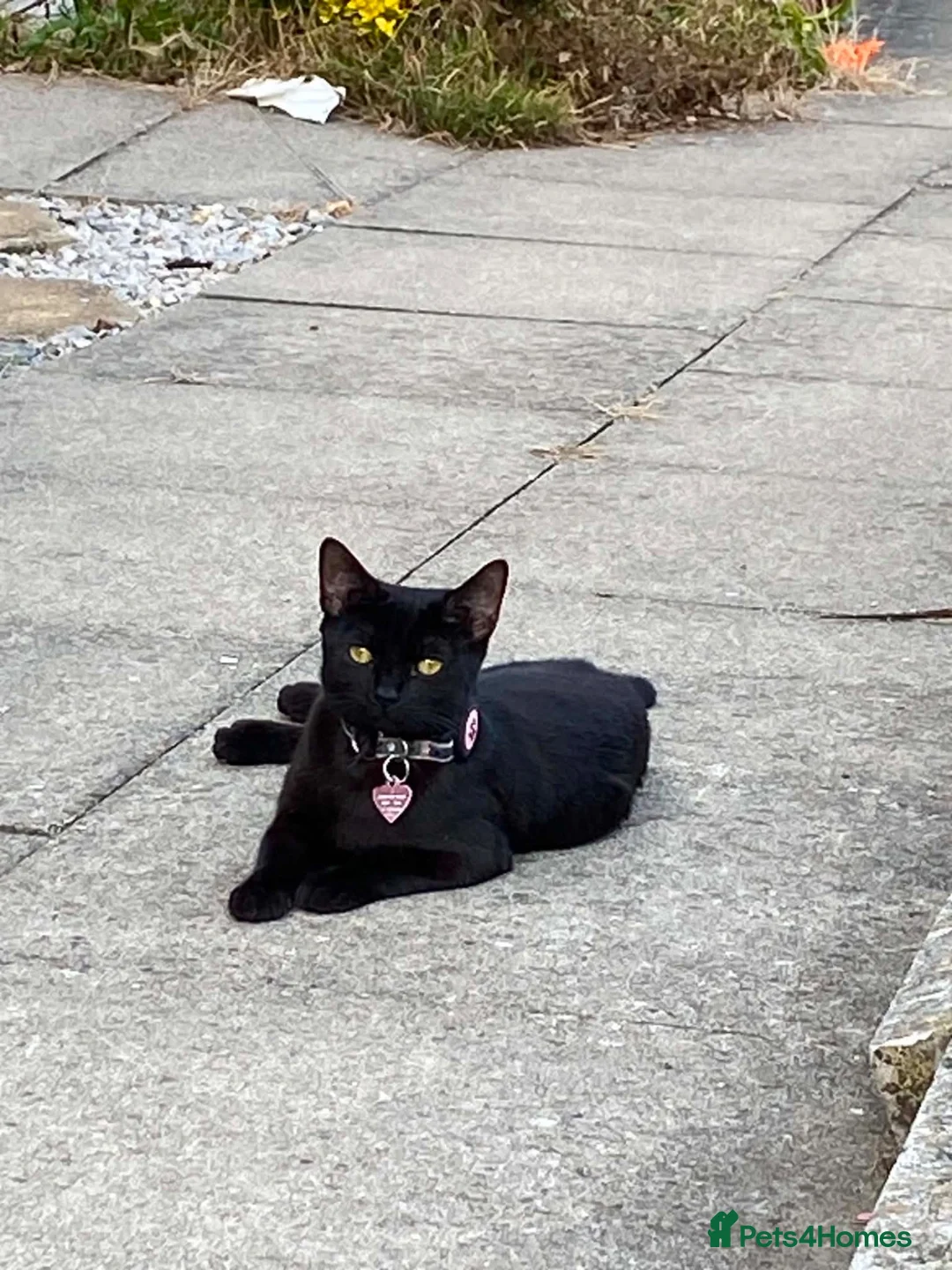 Mixed Breed cats for sale: 2 beautiful cats  - Advert 2