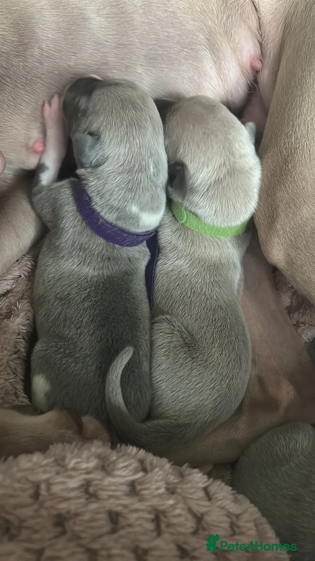 Whippet dogs for sale: Pedigree Pure Breed Whippet Puppies - Advert 2