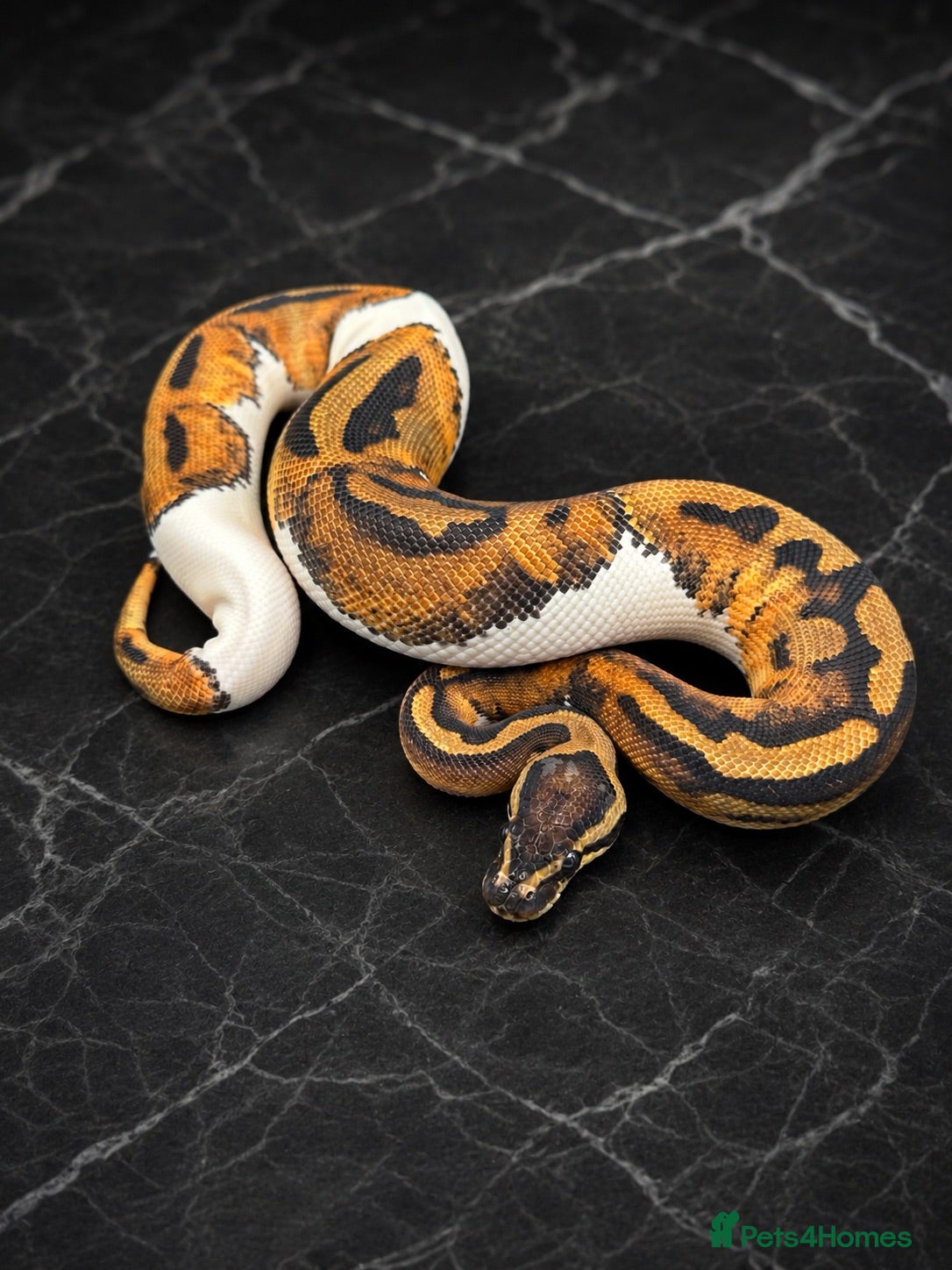 Python Snake reptiles CB26 Royal Python Hatchlings - 100% Het Clown - Advert 1