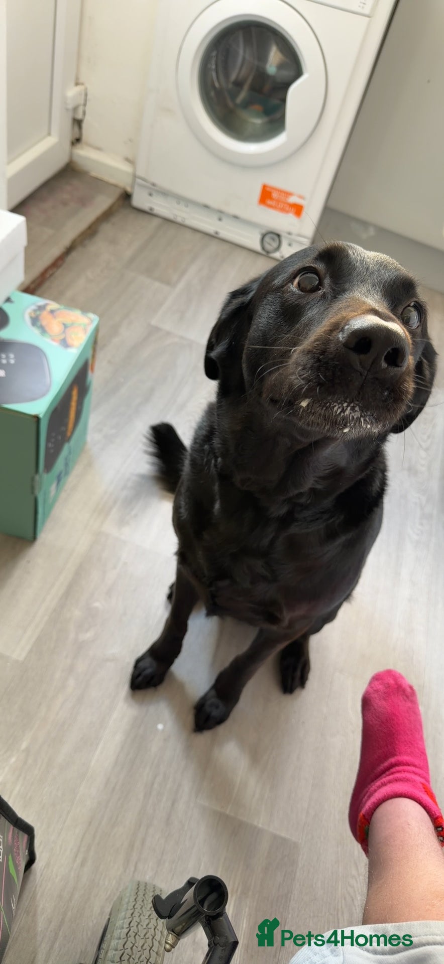 Mixed Breed dogs Labrador cross  - Advert 1