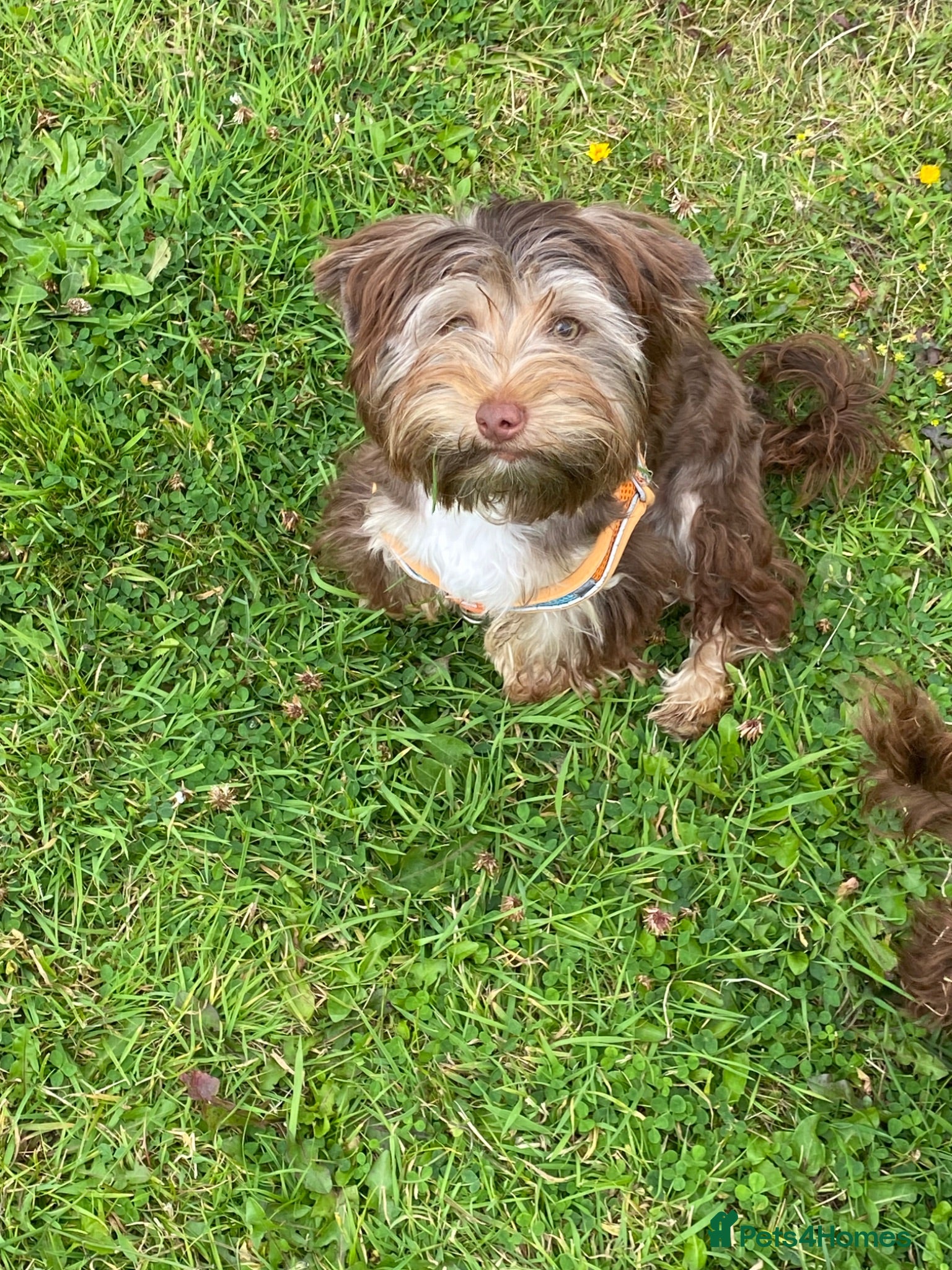 Yorkshire Terrier dogs Yorkshire terrier boys - Advert 6
