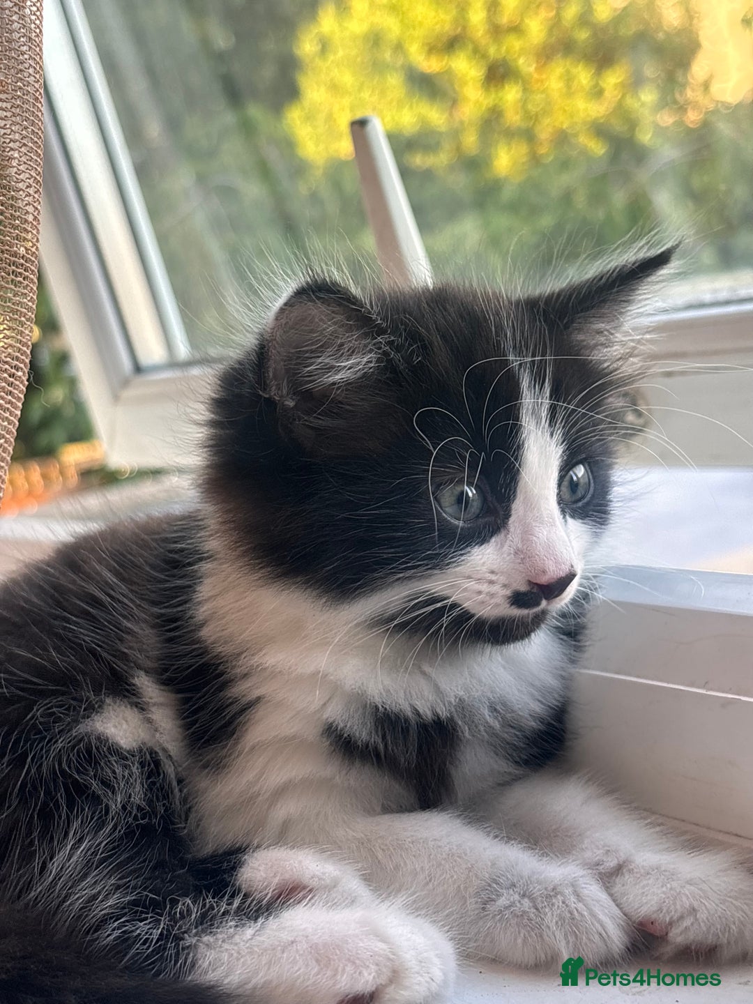 Bombay cats for sale: Two 12 week kittens new home (£30) - Image 4