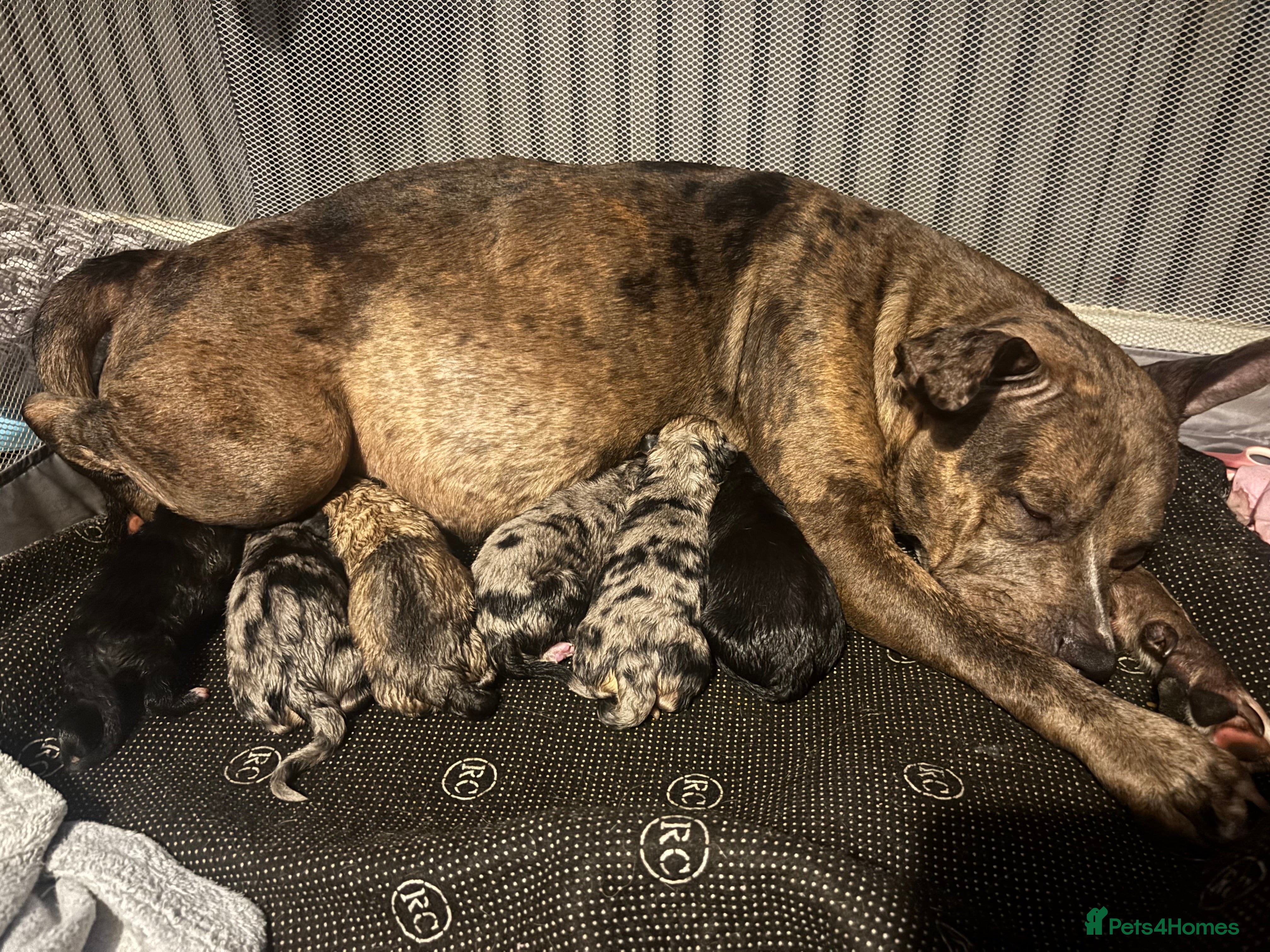 Mixed Breed dogs Beautiful staffy x German Shepard puppies - Advert 4
