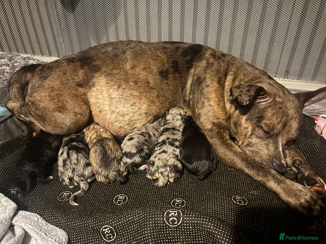 Mixed Breed dogs for sale: Beautiful staffy x German Shepard puppies - Advert 1