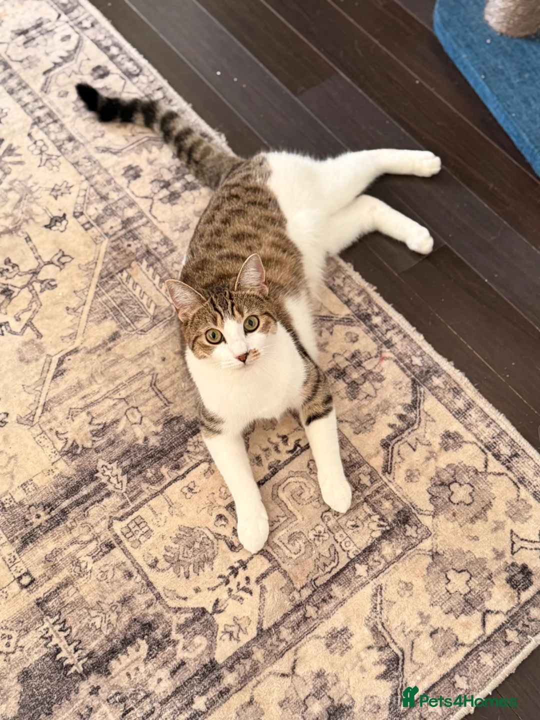British Shorthair cats for sale: Gorgeous tabby female - Advert 2