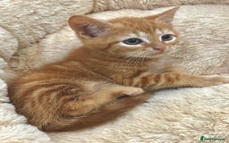 Mixed Breed cats for sale: LOVELY KITTENS  - Advert 9