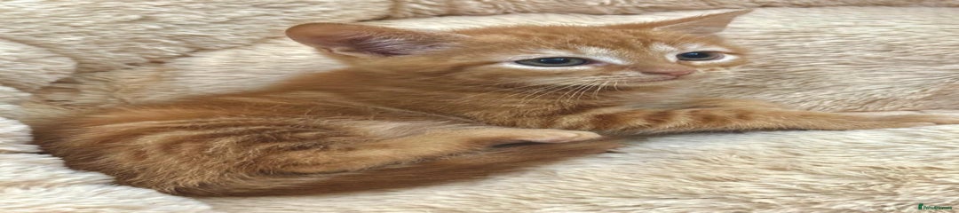 Mixed Breed Kitten 1