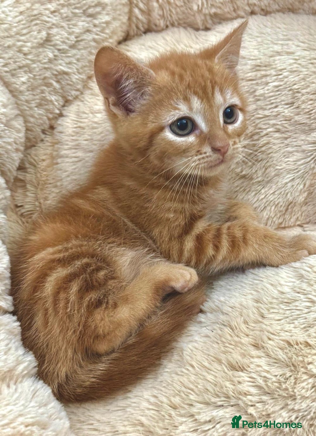 Mixed Breed cats for sale: LOVELY KITTENS  - Advert 9