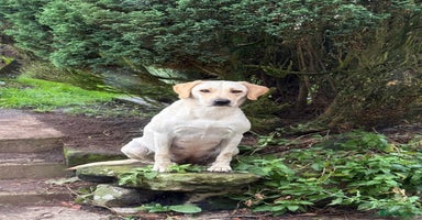 Labrador Retriever dogs Labrador puppies  - Advert 7