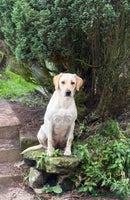 Labrador Retriever dogs Labrador puppies - Advert 7