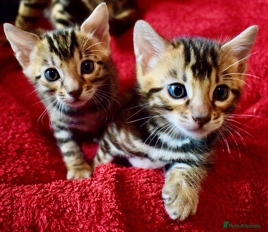 Bengal cats for sale: Beautiful Bengal kittens  - Image 4