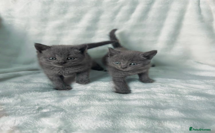 Russian Blue cats - Advert 1