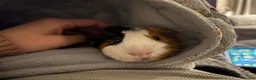 Guinea Pig rodents for sale: Guinea pig boarding in Herne bay - Advert 12