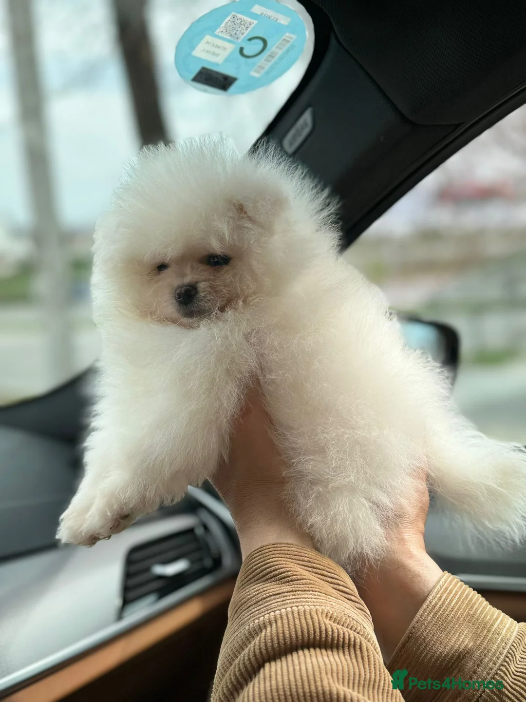 Pomeranian dogs for sale: This fluffy miracle is waiting for a new family😇 in Hounslow - Advert 3