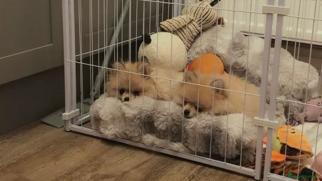 Pomeranian dogs for sale: Tiny 20 week old boy Pomeranian  - Advert 3