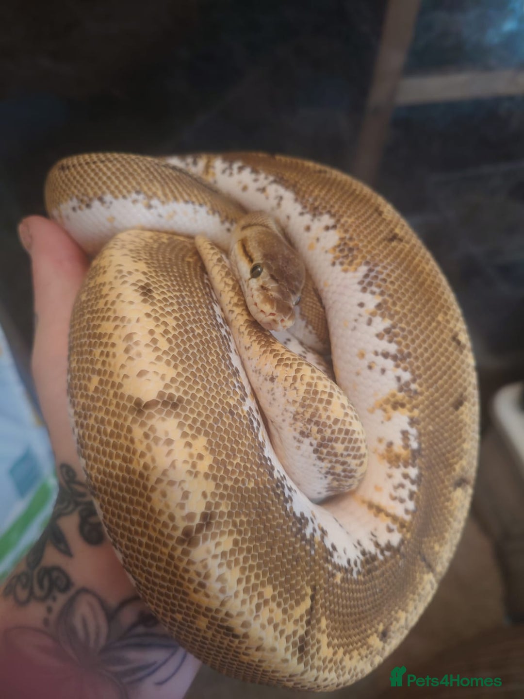 Python Snake reptiles for sale: Royal python  - Image 2