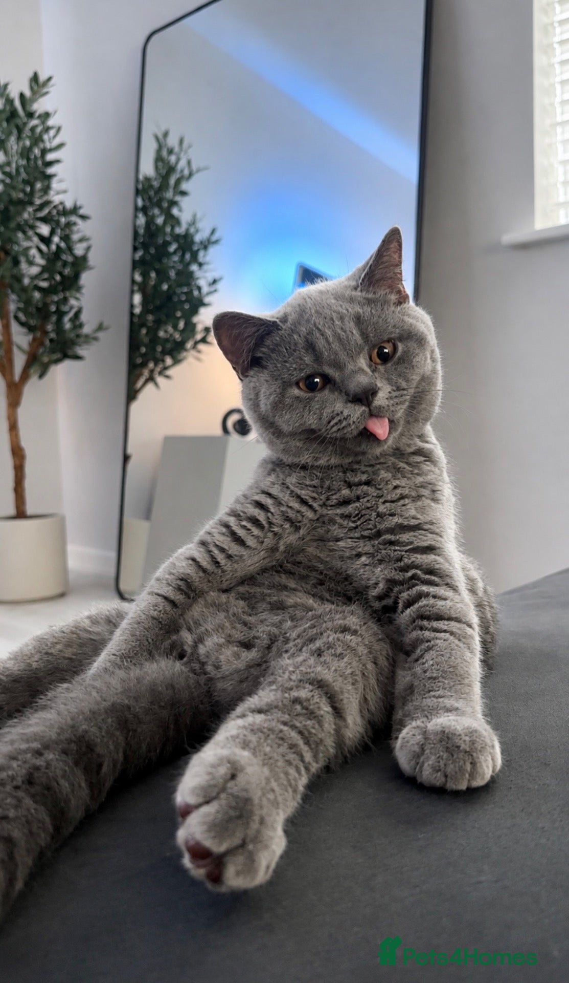 British Shorthair cats British Blue Boy - Advert 2