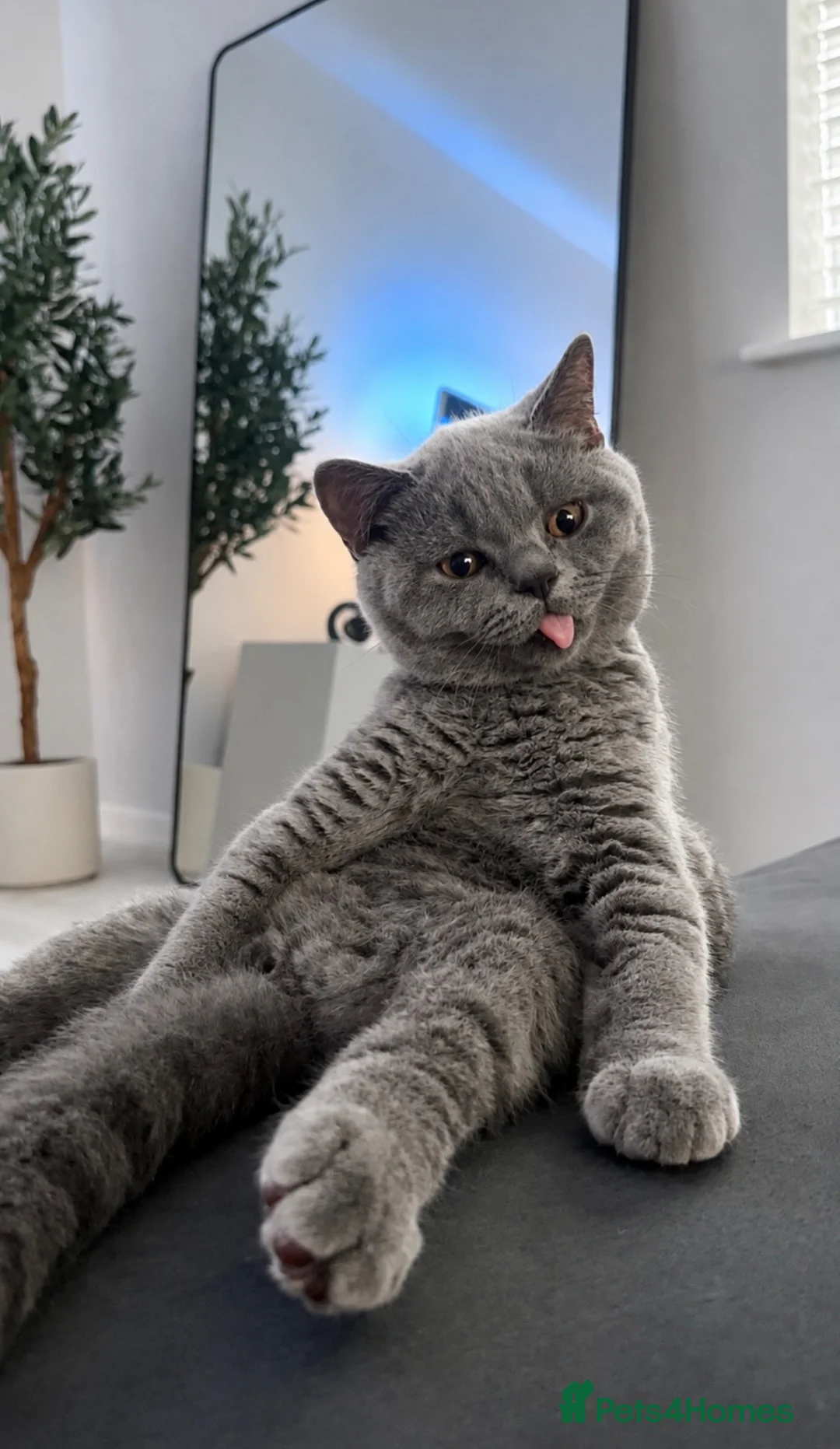 British Shorthair cats for sale: British Blue Boy - Advert 1