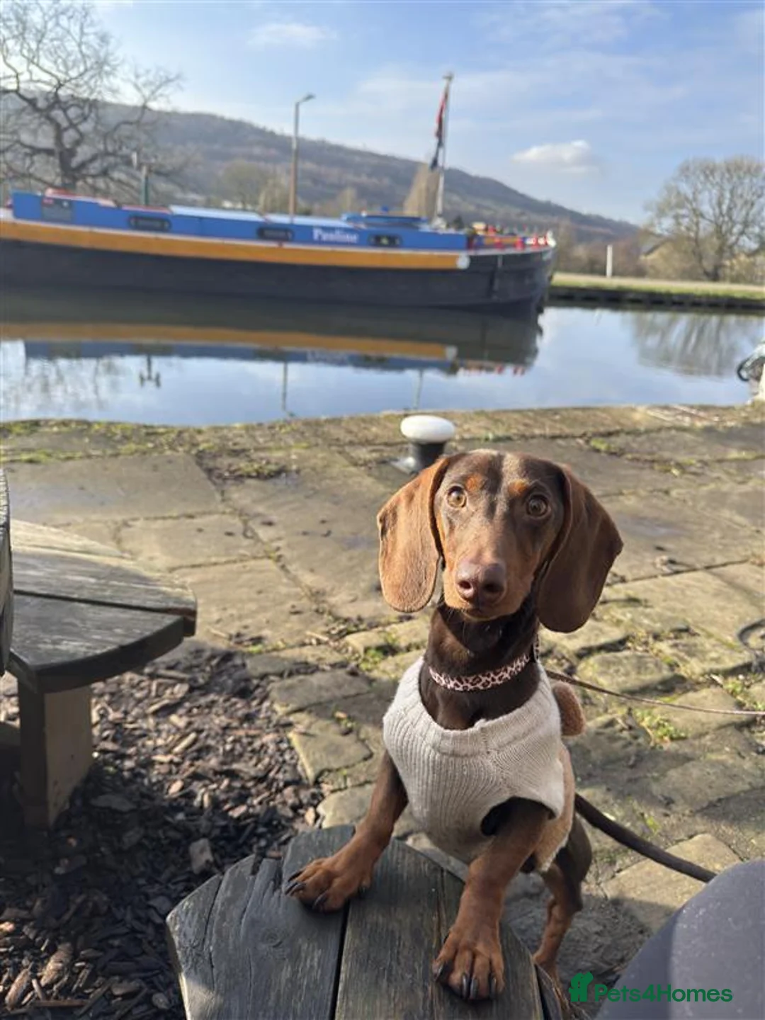 Miniature Dachshund dogs for sale: Frank - Advert 1