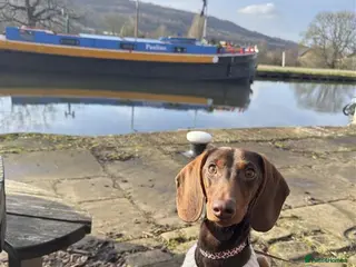 Miniature Dachshund dogs Frank - Advert 7